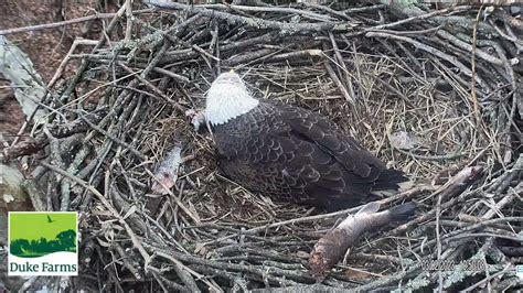 Duke Farms Eagle Cam